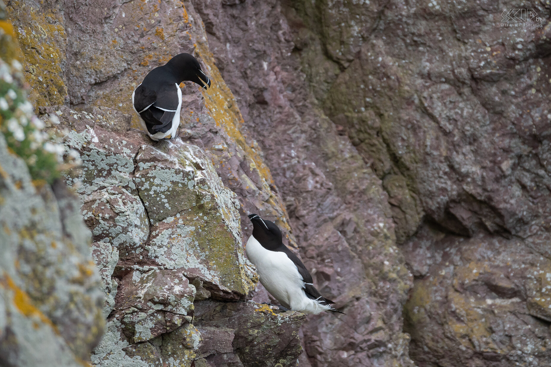 St Abbs Head - Razorbills The razorbill has a white belly and a black head, neck, back, and feet and a thin white line also extends from the eyes to the end of the bill. In the spring they breed on the cliffs, but during the winter they remain in the waters of the Atlantic Ocean. Stefan Cruysberghs